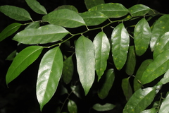 Gomphandra tetrandra